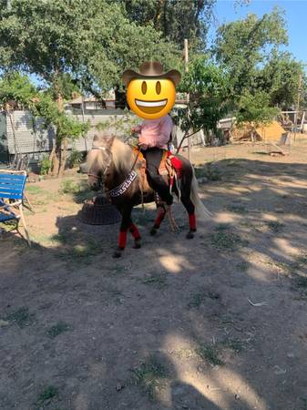 mini caballo maquila stud - $300 (French Camp)63471027540483124