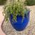 Payless Landscape & Irrigation Services LLC 17 thumbnail