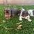 Cavalier King Charles Spaniel 5 thumbnail