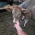 Crossbred heifers 10 thumbnail