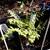 Perennials 6 thumbnail