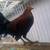 Gallo/gallos/gamefowl/gamefowls/stag/rooster/chicken/pollo/polla/hen/cock 1 thumbnail