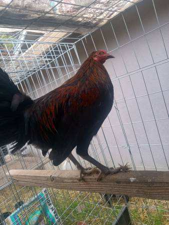Gallo/gallos/gamefowl/gamefowls/stag/rooster/chicken/pollo/polla/hen/cock 1
