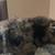 Golden doodle 4 thumbnail