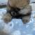 Pomeranian puppy 1 thumbnail