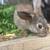 Baby rabbits 1 thumbnail
