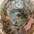 4 ABALONE SHELLS (PACIFICA) 6 thumbnail