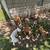 Boxer puppies 1 thumbnail