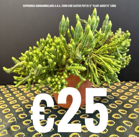 Succulent (baby’s) 1