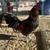 Rooster for sale 1 thumbnail