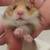 Hamsters 1 thumbnail