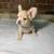 Available for Forever Homes 13 thumbnail