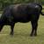 Young Bred Cows 15 thumbnail