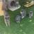 Nebelung Kittens 1 thumbnail