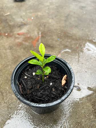 Tangerine 🍊 Plant - $1663470802472835121