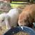 Small Rabbitry 1 thumbnail
