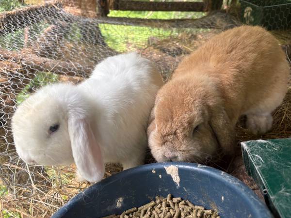 Small Rabbitry 1