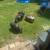 Kune kune pigs 5 thumbnail
