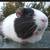 Guinea Pigs!!!! 5 thumbnail