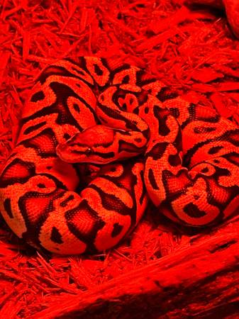 Python and enclosure (Jacksonville)63682121295489121