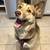 $50.00 / Night Dog Boarding - Certified Dog Trainer/ dog sitter 7 thumbnail