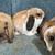 Holland Lop Pet Bunnies 5 thumbnail
