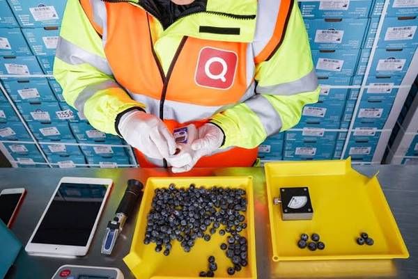 Quality Control Staff – Blueberries, Grapes, Avocados (Flexible Sched 1