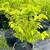 15 Gal Red Sugar Apple Tree (mature has fruit) 7 thumbnail