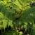 Australian Tree Fern 24 thumbnail