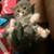 8 week old kittens! 4 thumbnail