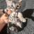 Soft cat bed for your bengal cat or kitten 4 thumbnail