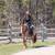 Smart Royal Spoon 7 Yr old 14.3hh Red Roan AQHA Gelding 4 thumbnail