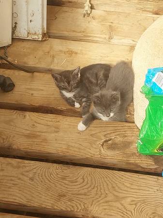 Kittens (Sagle)63970072363907121