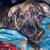 Pitbull puppy’s     Miss Luna & Maximus 9 thumbnail