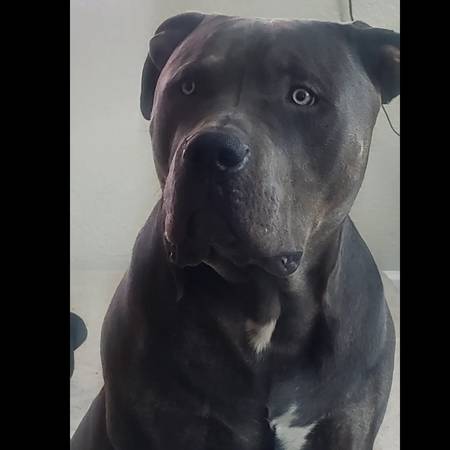 Bully XL (emeryville)63890025576833122