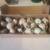 JUMBO WHITE COTURNIX QUAIL HATCHING EGGS 3 thumbnail