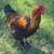 Chicks 2 thumbnail