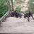 Puppies 1 thumbnail