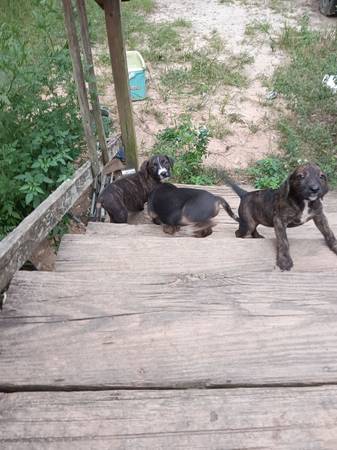Puppies 1