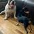 Dogs 1 thumbnail