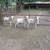 TROPHY TEXAS DALL RAMS 5 thumbnail