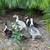 DUCKS 2 thumbnail