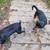 German Shepherd/Rottweiler mix 5 thumbnail
