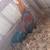 Gamefowl game chickens 13 thumbnail