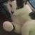 2 male tuxedo cats 9 thumbnail