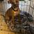 Boxer mix 1 thumbnail
