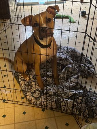 Boxer mix 1
