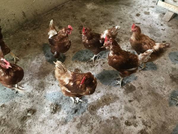 Laying hens and started female chicks 1