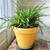 Lush Solid-Green Spider Plant (Terracotta Pot Included!) 1 thumbnail