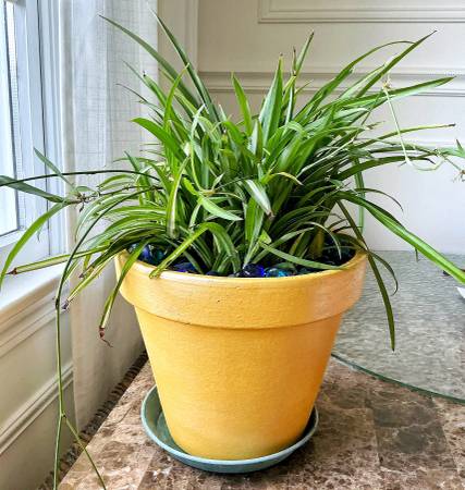 Lush Solid-Green Spider Plant (Terracotta Pot Included!) 1